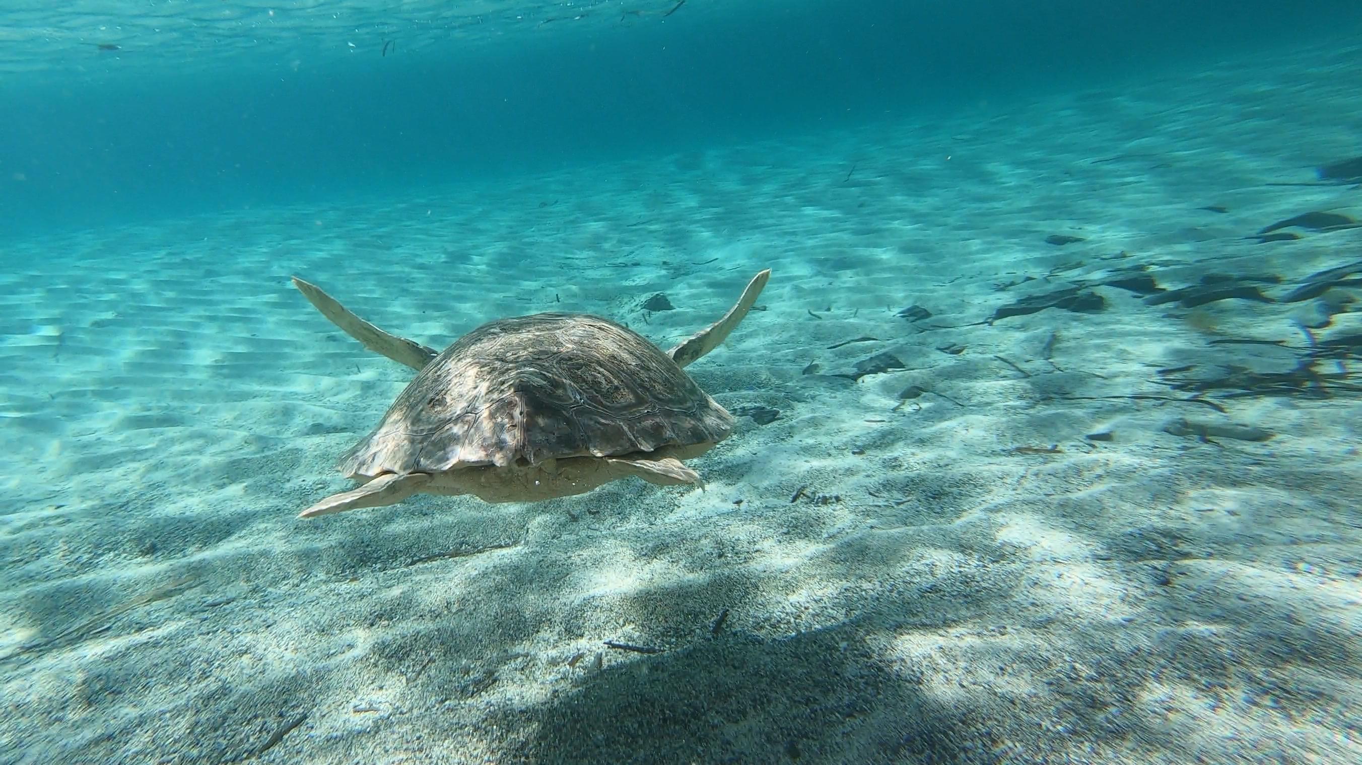 Quasi soffocate da buste e corde: 3 tartarughe salvate a Porto Rotondo, La Maddalena e Marceddì