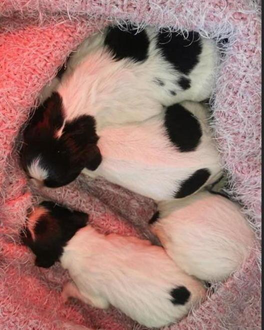 I cuccioli sopravvissuti