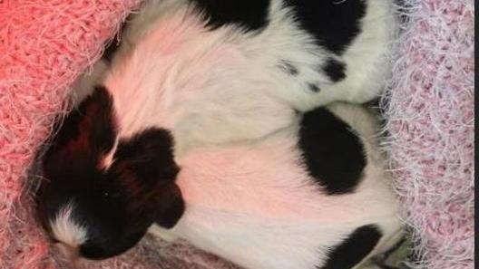 I cuccioli sopravvissuti