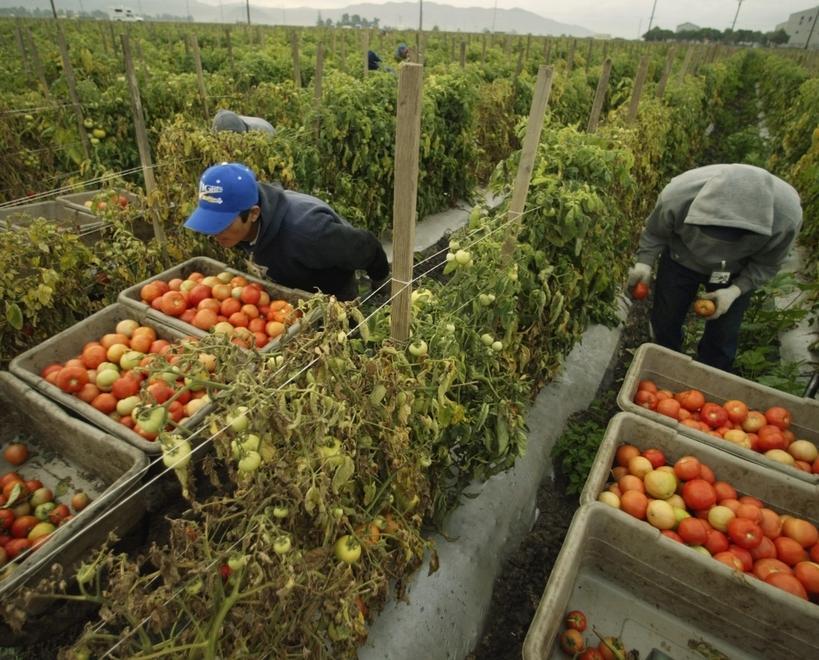 Braccianti agricoli Cresce il timore per la manodopera 