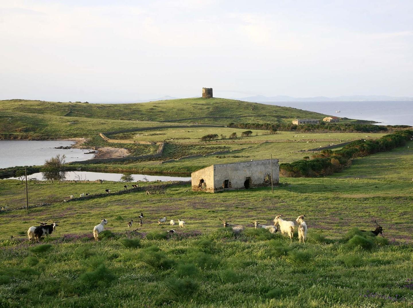 Asinara, alleanza tra Comune e Parco 