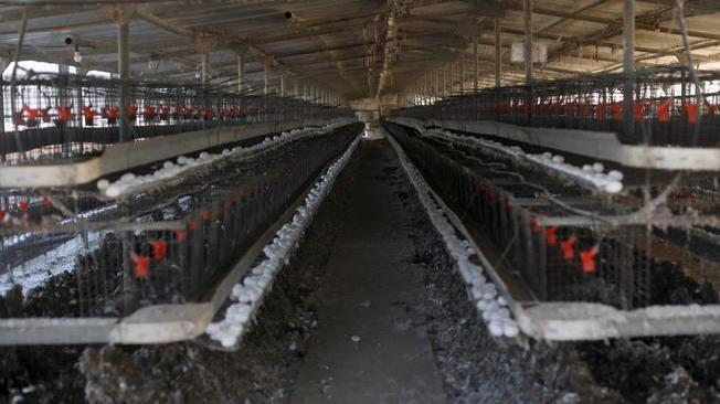 Israele: ministero,l'influenza aviaria ora è sotto controllo