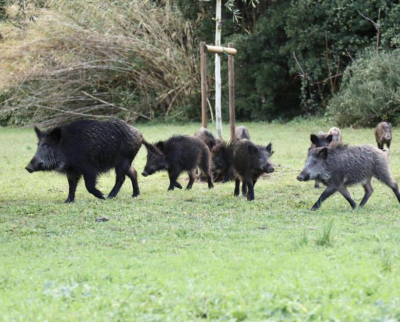 Allarme peste suina, un numero dedicato per Pontremoli 