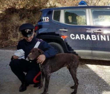 Cane segregato in casa e liberato dai carabinieri 