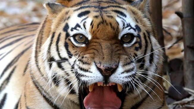 India in lutto per la morte della tigre Supermamma