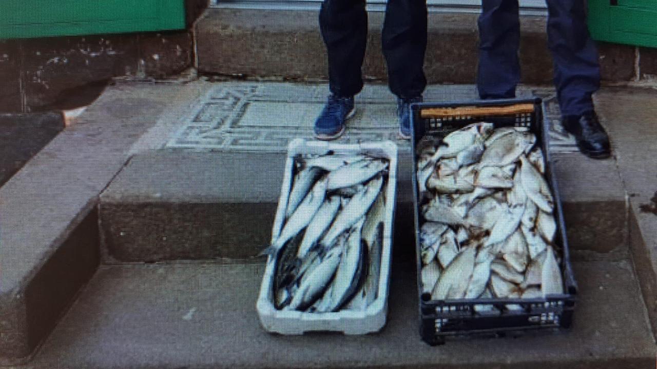Bosa, pesce di origine sconosciuta sulla bancarella abusiva: sequestrato