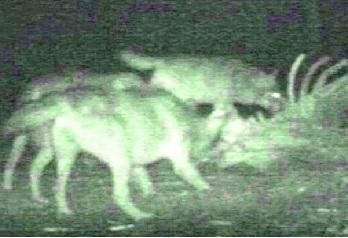 Montefiorino. La fototrappola conferma: i lupi ci sono. «Basta scuse, servono provvedimenti» 