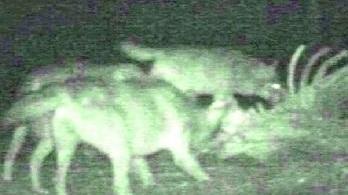 Montefiorino. La fototrappola conferma: i lupi ci sono. «Basta scuse, servono provvedimenti»
