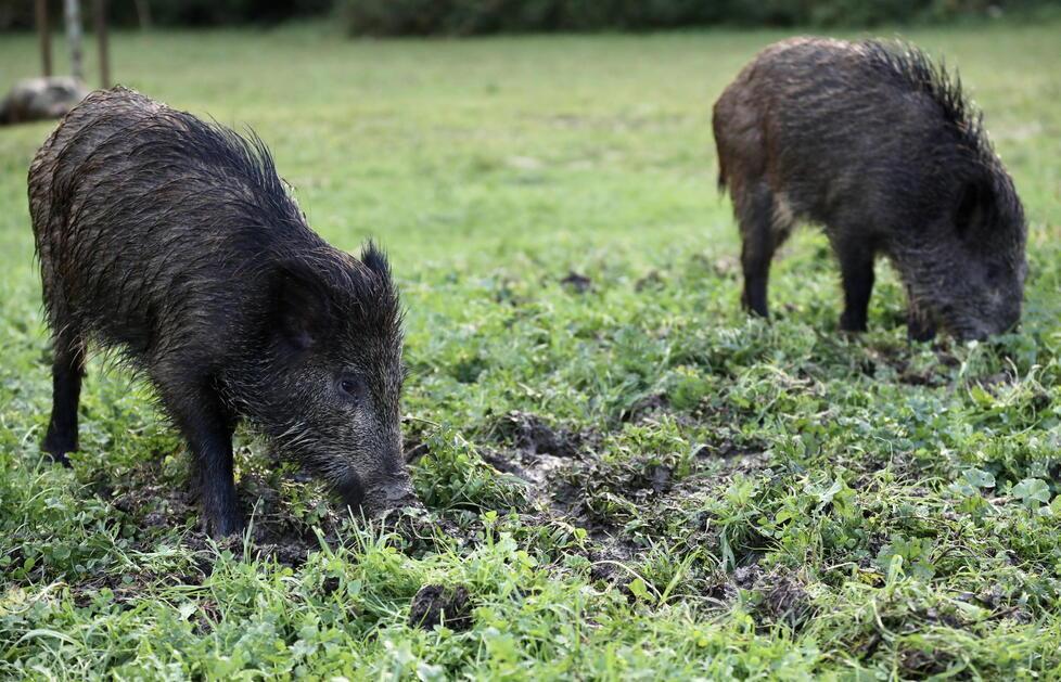 Per l’allarme peste suina stop alla caccia al cinghiale 
