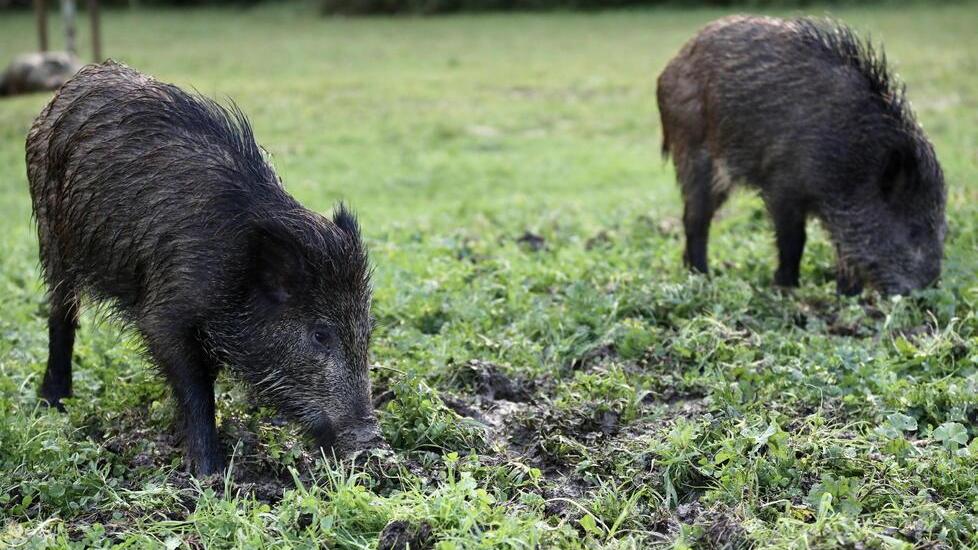 Per l’allarme peste suina stop alla caccia al cinghiale