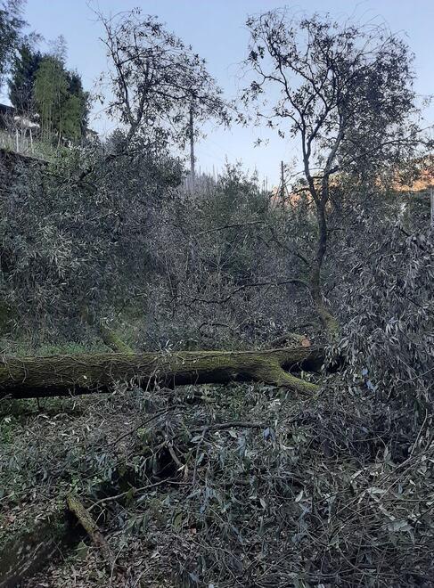 «Villa Ada sta morendo» Gualtieri lancia l’allarme 