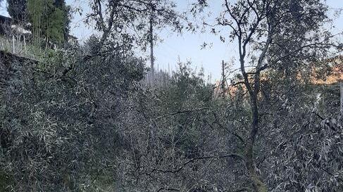 «Villa Ada sta morendo» Gualtieri lancia l’allarme
