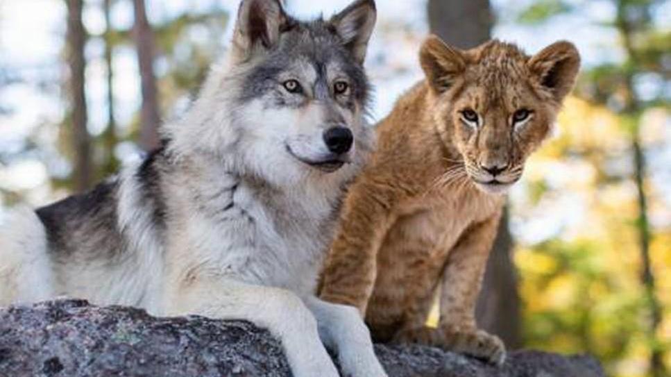 Lupo e leone, una coppia “geniale” 