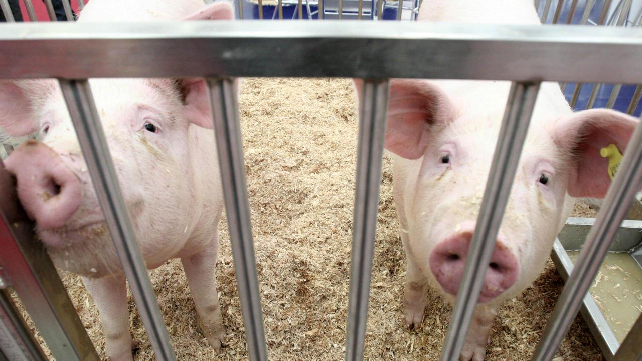 Peste suina, stop al 15 febbraio per la macellazione domestica a Massa Carrara e Lucca