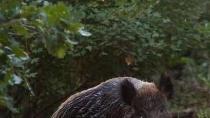 Rischio peste suina sulle Apuane, massima allerta per il Parco