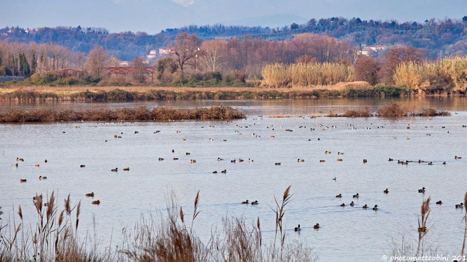 lago della Gherardesca, caratterizzato come tutta l’area da una grande ricchezza ornitologica,