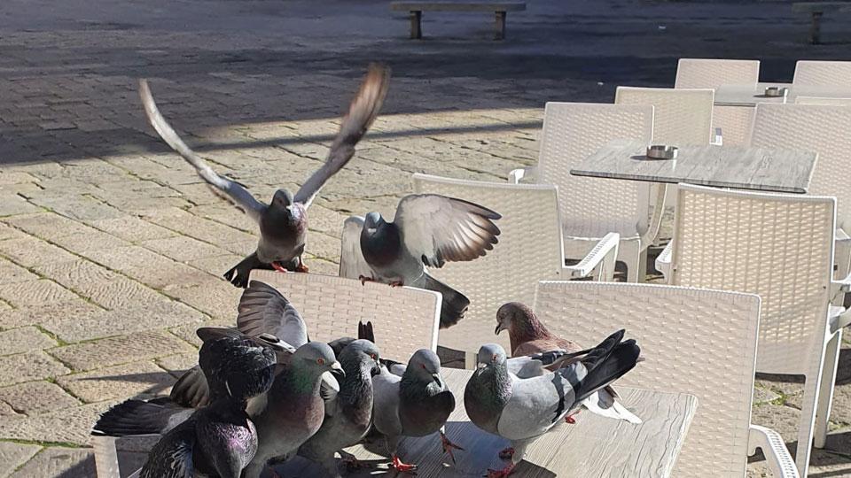 L’assalto dei piccioni a un bar (foto dal profilo Facebook di Stefano Troncarelli)