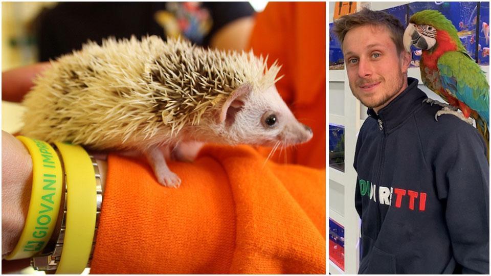 Un riccio su un braccio di Luca Angelotti e Angelotti con un pappagallo