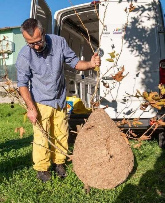 È caccia ai nidi della Vespa velutina 