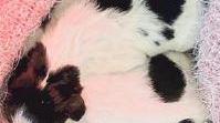 Morti anche gli ultimi 3 cuccioli abbandonati nel cassonetto