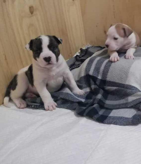 Cuccioli di razza Amstaff in regalo 