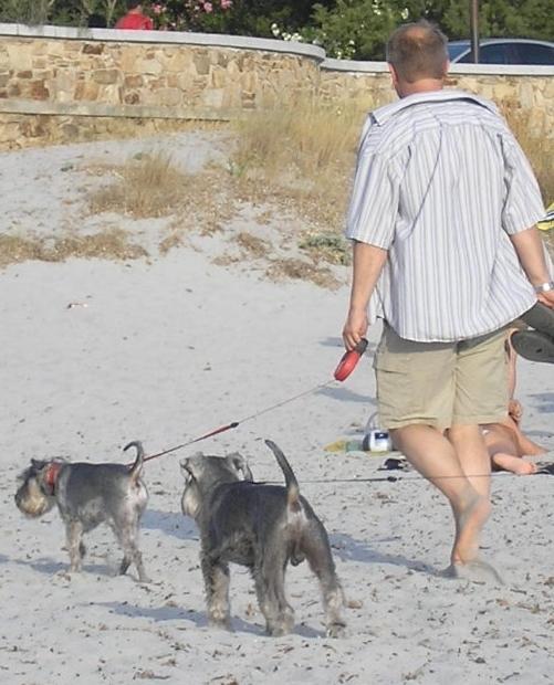 Il premio di Legambiente per Alghero: «Città amica degli animali» 