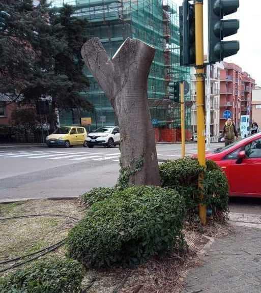 Sassari, potature e abbattimenti di alberi: si comincia fra le polemiche 