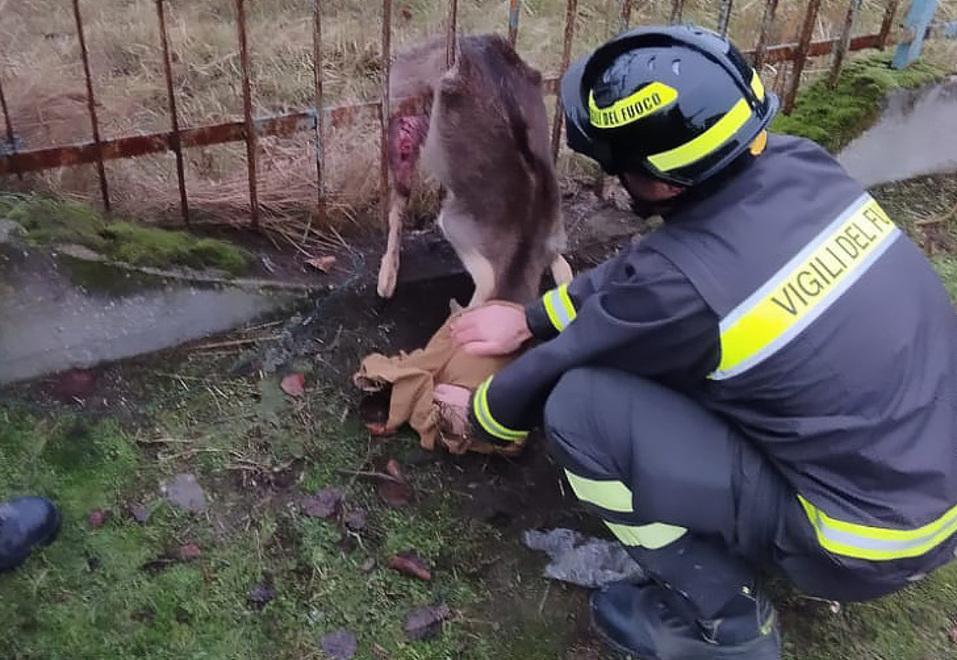 Daino incastrato in un cancello salvato dai vigili del fuoco