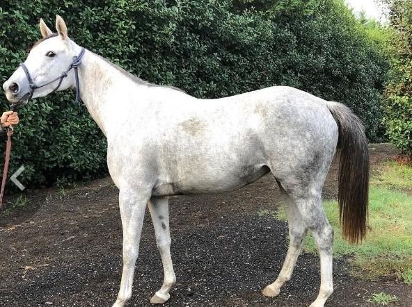 Cavalli morti, Moby citata in giudizio 