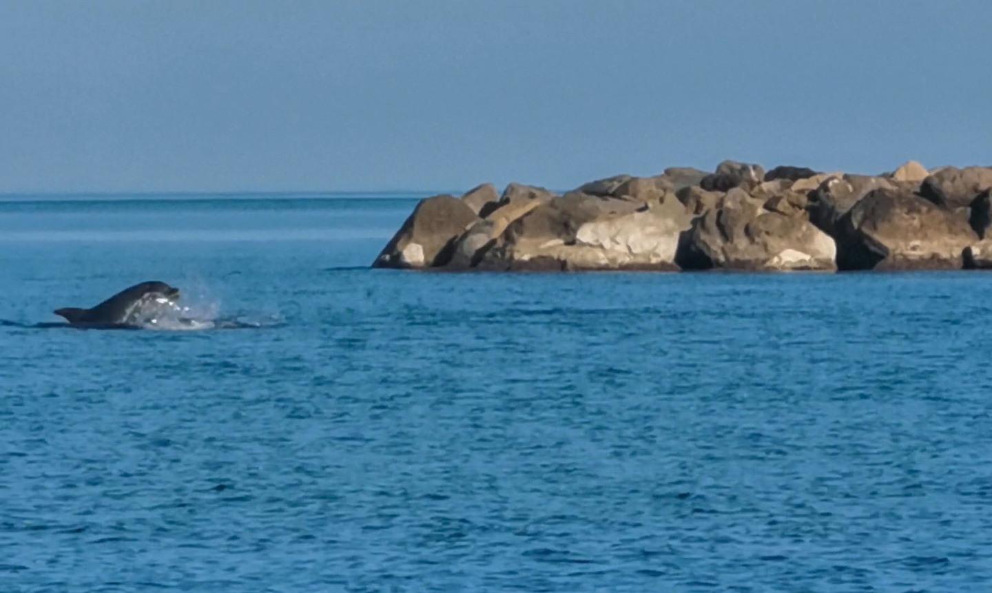 Allo Scoglio Lungo arrivano i delfini