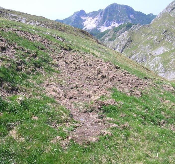Soldi dal Parco per evitare nuovi danni dai cinghiali 