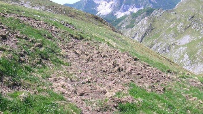 Soldi dal Parco per evitare nuovi danni dai cinghiali