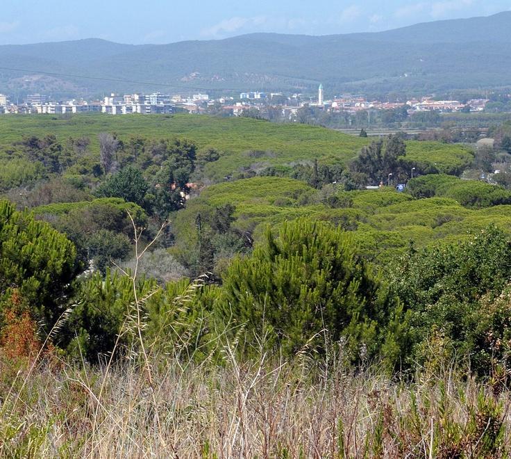 Spaccio nei boschi di Portiglioni Arrestato un 30enne “recidivo”