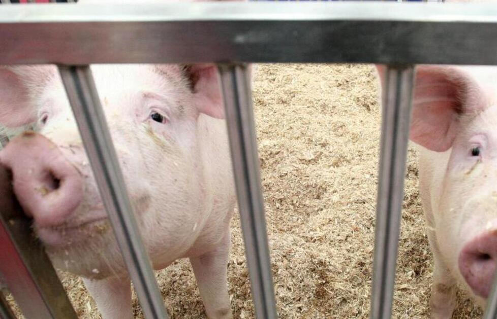 Allerta per la peste suina e allevamenti a rischio 