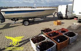 A pesca di ricci sbaglia giorno e luogo 