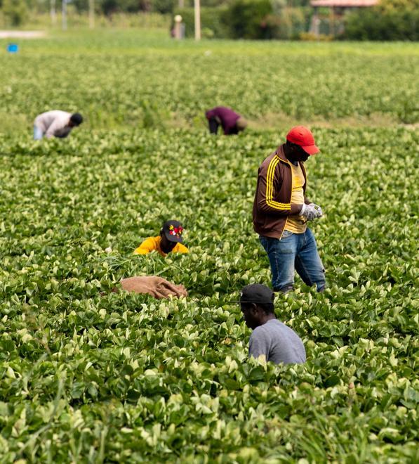 Emergenza addetti «Pochissimi posti per gli stagionali extracomunitari» 