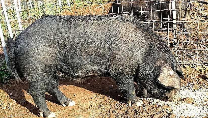 Ploaghe, salumi sardi al 100 per 100: al via il progetto pilota 