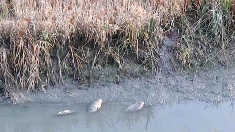 Cavezzo. Manovra al depuratore Sversamento anomalo e quintali di pesci morti