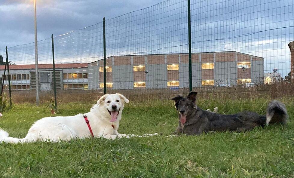 Trasformare i cani da amici pelosi in veri detective a quattro zampe - Foto