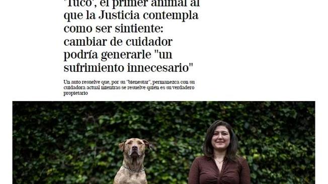 Spagna: primo affido di un cane in base a legame affettivo