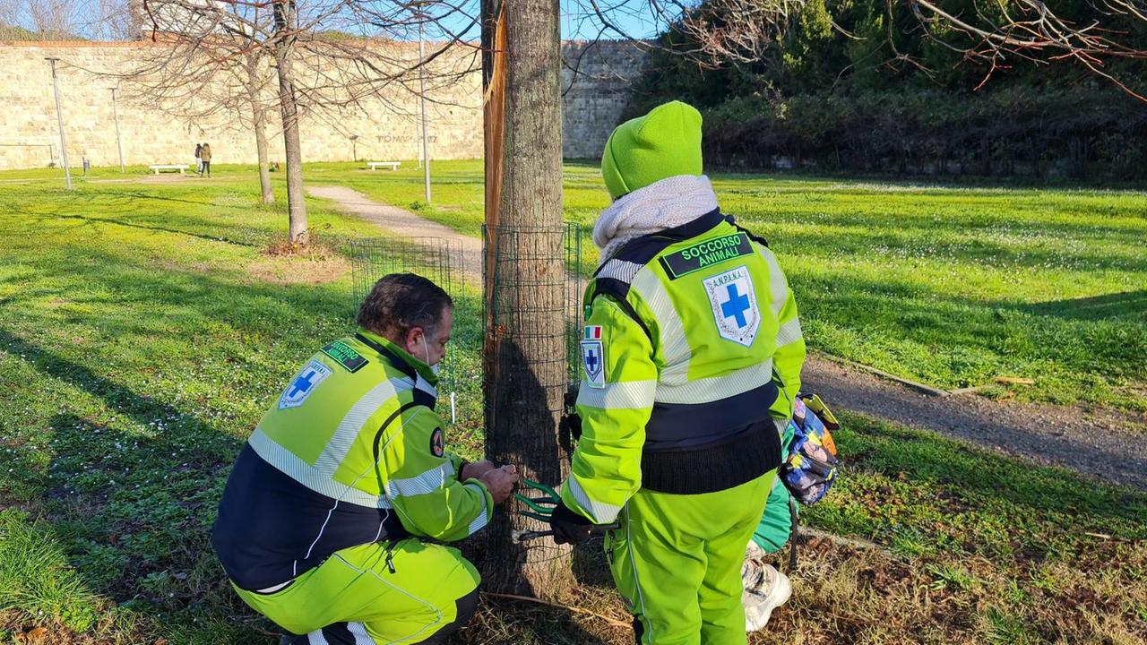 L'albero con la corteccia danneggiata