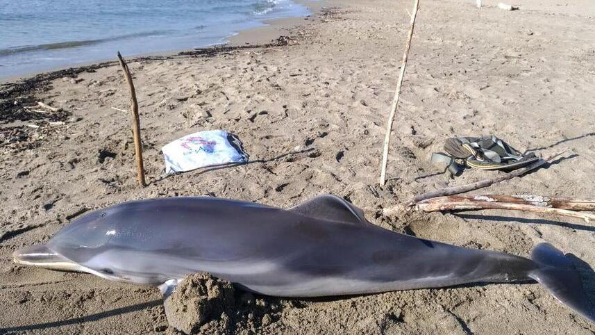 Esemplare di delfino si spiaggia Tartamare prova il soccorso, purtroppo non c’è nulla da fare