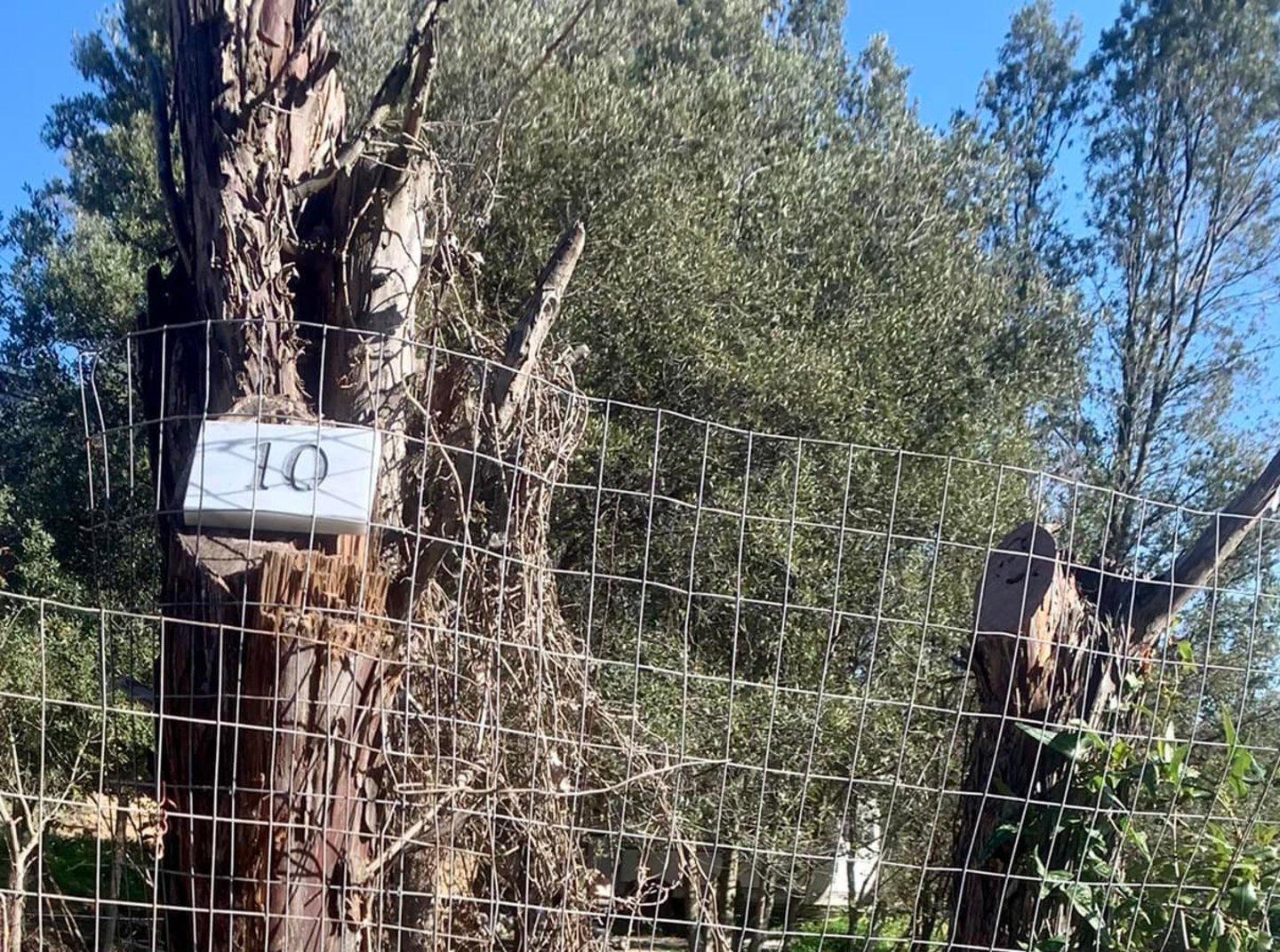 La denuncia di Piro: «I numeri civici anche sugli alberi»