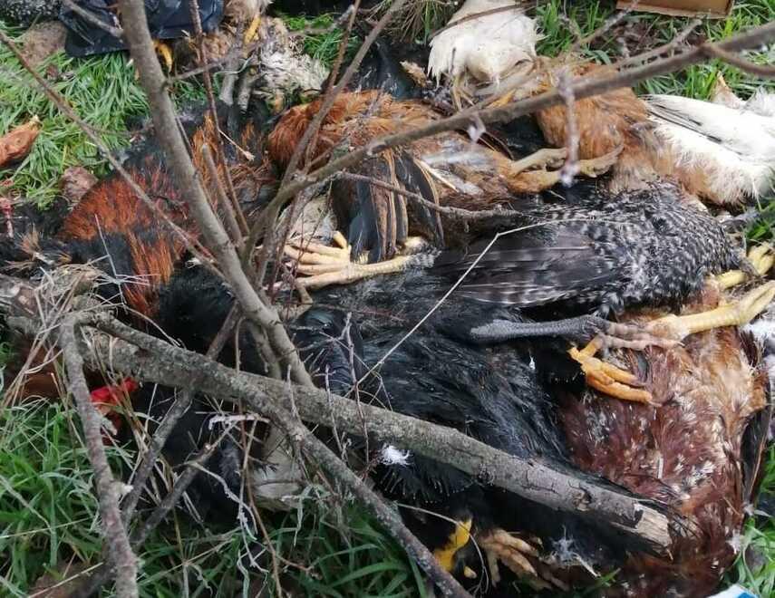 Montecchio, le carcasse di decine di animali abbandonate sul sentiero Cai 672