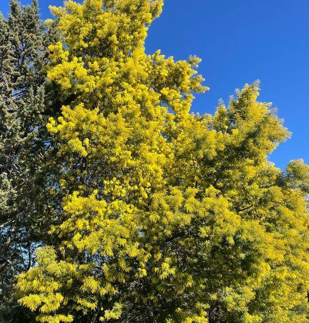 Mimosa già in fiore a Casale Marittimo