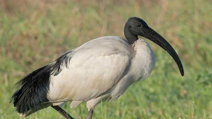 Misteriosa morìa in Padule di esemplari di Ibis sacri