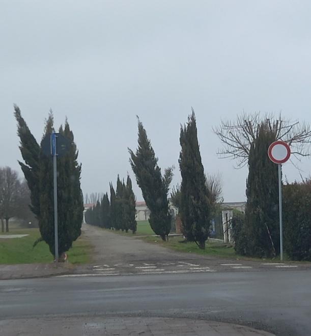 Quei cipressi piegati al volere della natura Intervento necessario