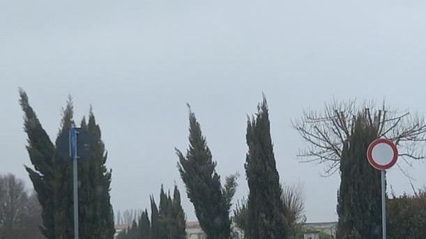 Quei cipressi piegati al volere della natura Intervento necessario