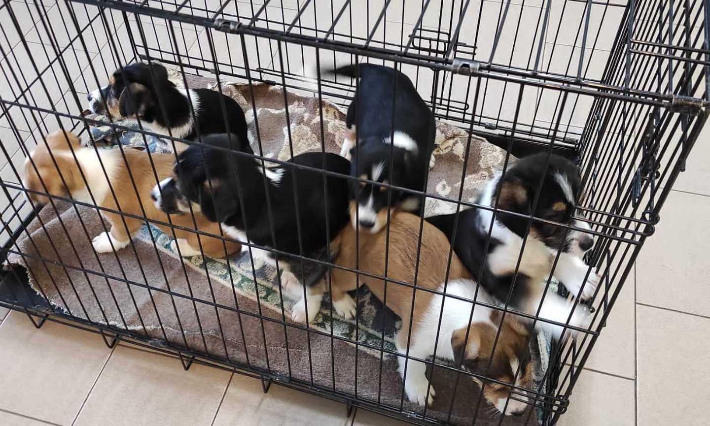 Sei cuccioli in cerca di padrone
