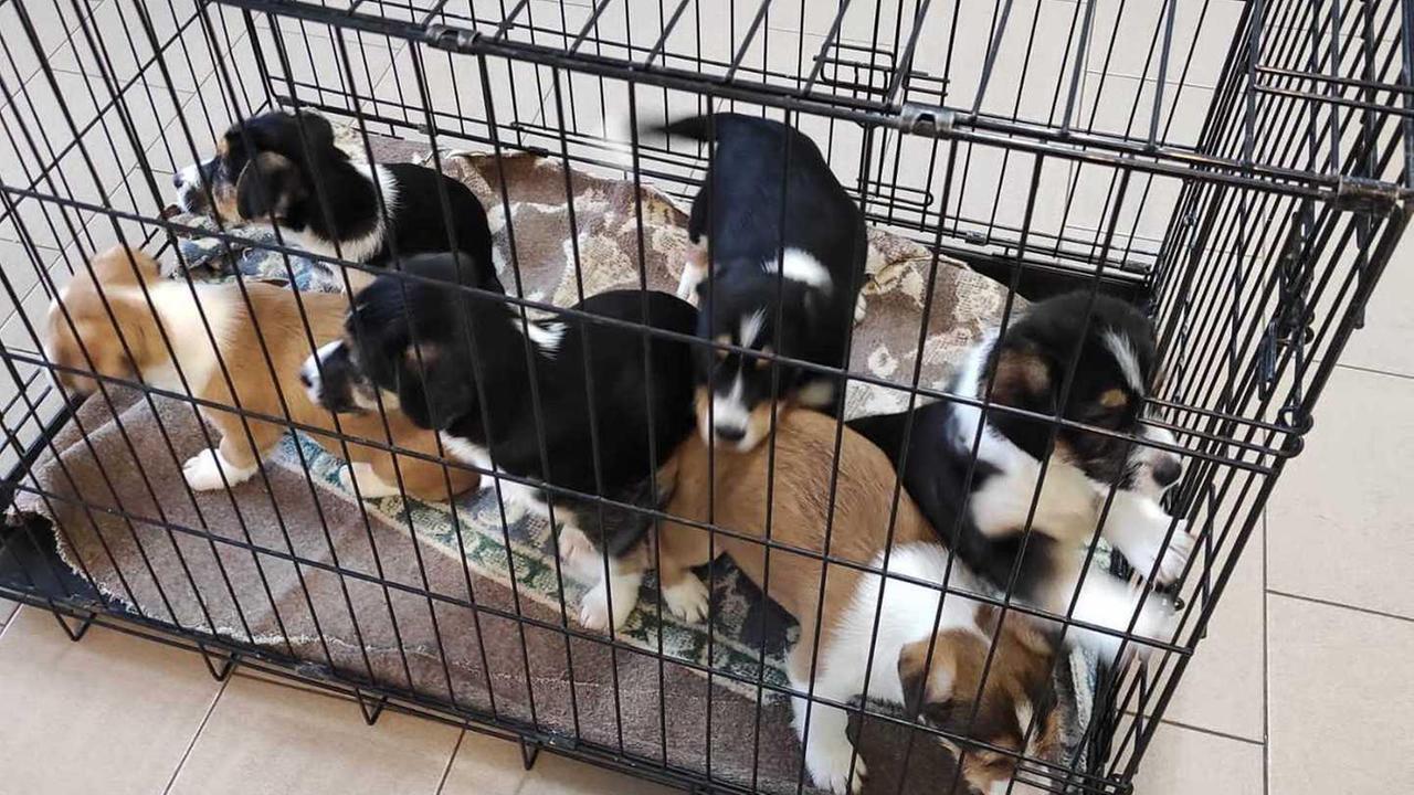 Sei cuccioli in cerca di padrone